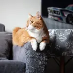 Seu gato arranha os móveis? Veja 7 explicações para esse comportamento 