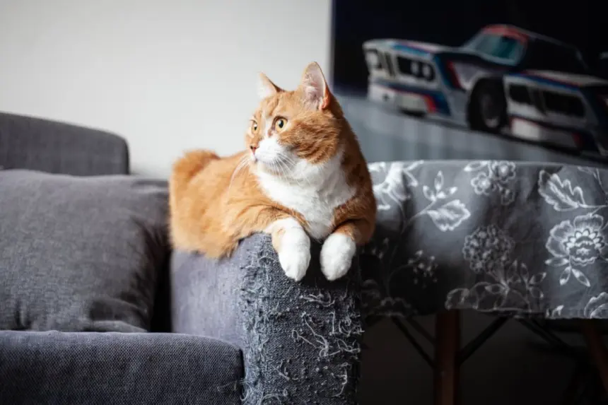 Seu gato arranha os móveis? Veja 7 explicações para esse comportamento 