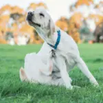 7 mitos sobre pulgas em animais de estimação 