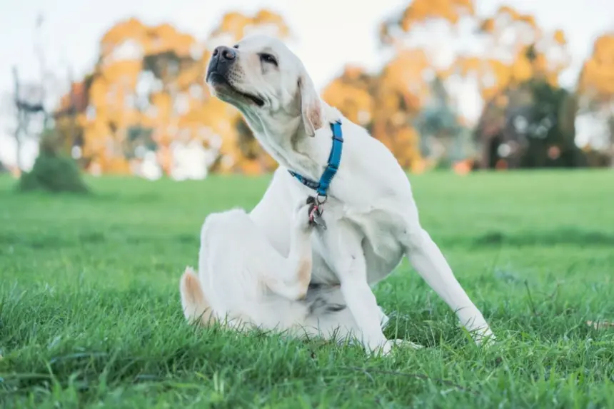 7 mitos sobre pulgas em animais de estimação 7 mitos sobre pulgas em animais de estimação