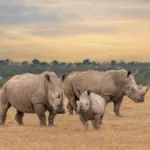 7 curiosidades interessantes sobre os rinocerontes 