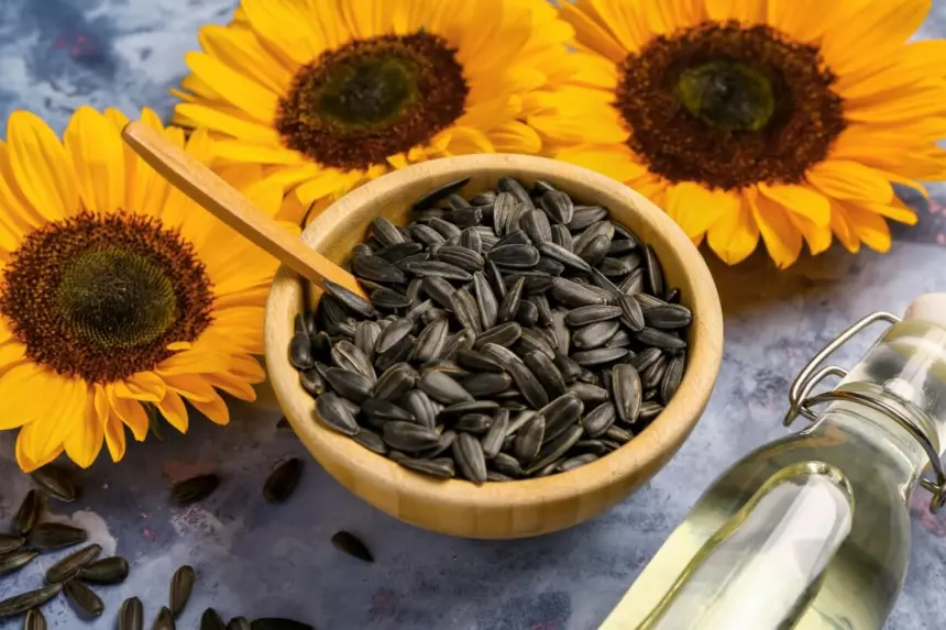 6 benefícios das sementes de girassol para a saúde e como usá-las 6 benefícios das sementes de girassol para a saúde e como usá-las