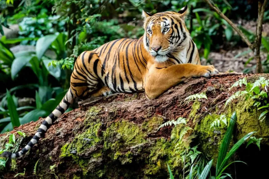 Maiores felinos do mundo: 8 curiosidades sobre os tigres Maiores felinos do mundo: 8 curiosidades sobre os tigres