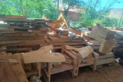 Polícia Civil apreende madeira retirada ilegalmente e utilizada em serraria de Niquelândia – Policia Civil do Estado de Goiás