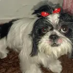 Utilidade Pública, Portal Meganésia: Procura-se por cadela que desapareceu no centro de Goianésia