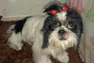 Utilidade Pública, Portal Meganésia: Procura-se por cadela que desapareceu no centro de Goianésia