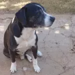 Utilidade Pública: Procura-se por cachorro que desapareceu na região central de Goianésia