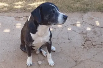 Utilidade Pública: Procura-se por cachorro que desapareceu na região central de Goianésia