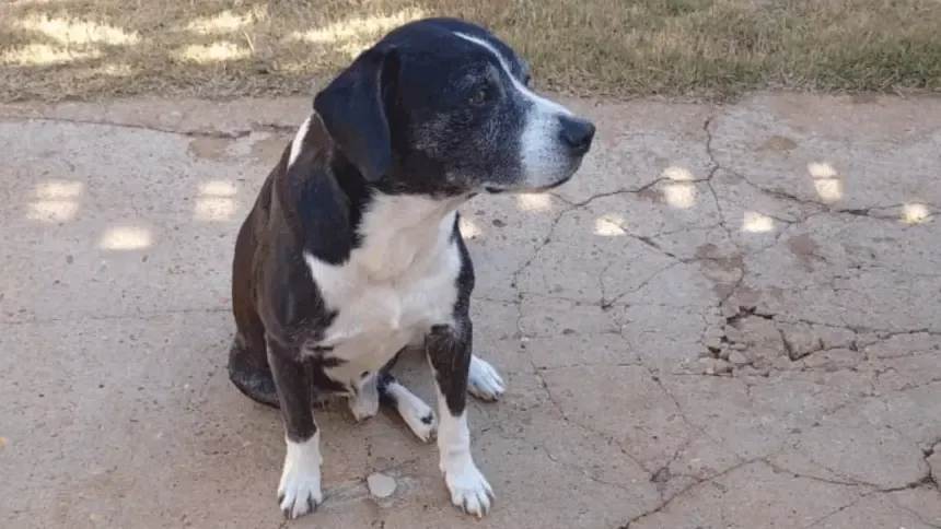 Utilidade Pública: Procura-se por cachorro que desapareceu na região central de Goianésia
