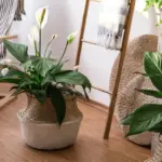 Afaste a inveja e o mau-olhado: 3 plantas e cristais para ter em casa