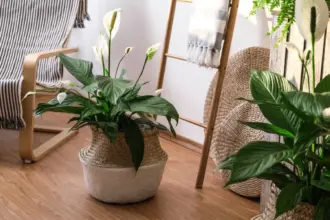 Afaste a inveja e o mau-olhado: 3 plantas e cristais para ter em casa