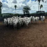 Ação integrada da PCGO e PMGO prende autores de roubo simulado e recupera rebanho em menos de 24 horas – Policia Civil do Estado de Goiás