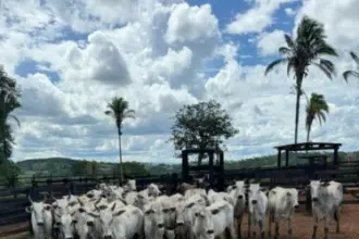 Ação integrada da PCGO e PMGO prende autores de roubo simulado e recupera rebanho em menos de 24 horas – Policia Civil do Estado de Goiás