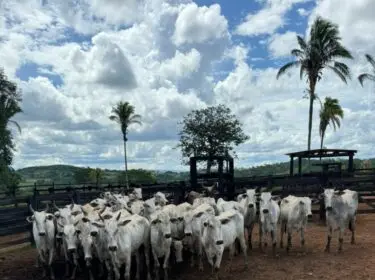 Ação integrada da PCGO e PMGO prende autores de roubo simulado e recupera rebanho em menos de 24 horas – Policia Civil do Estado de Goiás