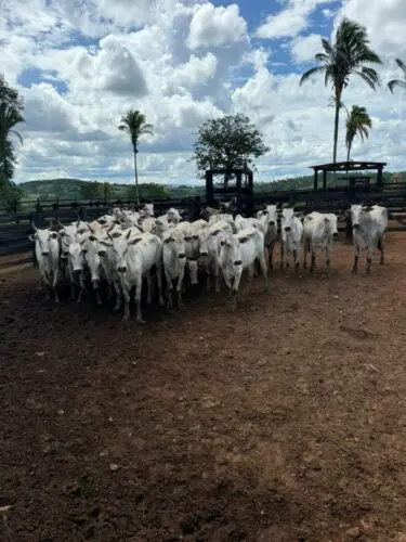 Ação integrada da PCGO e PMGO prende autores de roubo simulado e recupera rebanho em menos de 24 horas – Policia Civil do Estado de Goiás Ação integrada da PCGO e PMGO prende autores de roubo simulado e recupera rebanho em menos de 24 horas – Policia Civil do Estado de Goiás