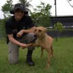 Adote! PM promove projeto pioneiro de adestramento e adoção de cães de rua – Portal Goiás
