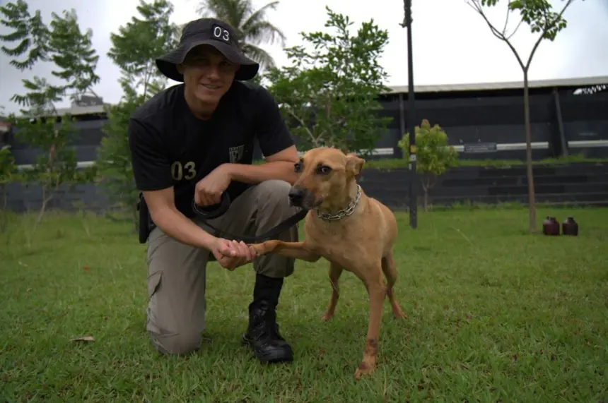 Adote! PM promove projeto pioneiro de adestramento e adoção de cães de rua – Portal Goiás
