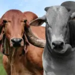 Caravana Pró-Genética chega à Regional Planalto – Portal Goiás