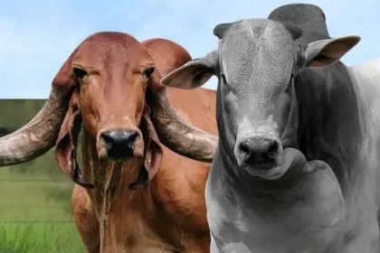 Caravana Pró-Genética chega à Regional Planalto – Portal Goiás