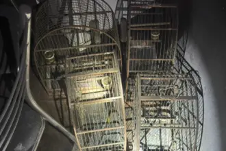 PCGO apura crime de maus-tratos a animais após atender ocorrência de incêndio em residência de Morrinhos – Policia Civil do Estado de Goiás