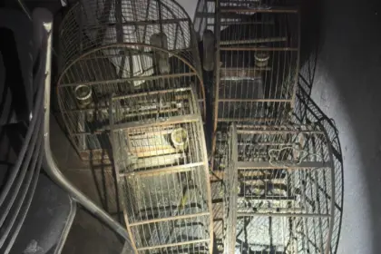 PCGO apura crime de maus-tratos a animais após atender ocorrência de incêndio em residência de Morrinhos – Policia Civil do Estado de Goiás