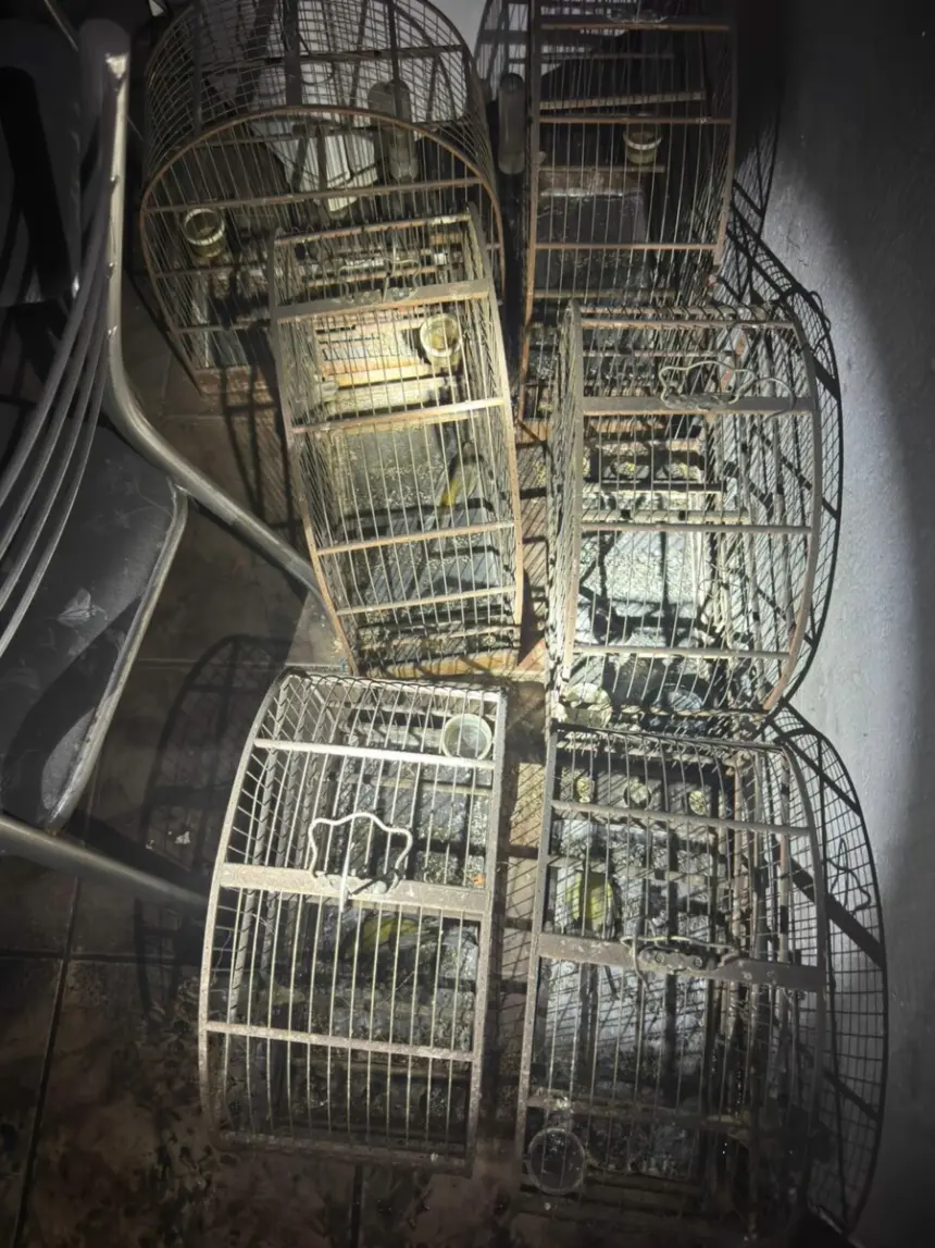 PCGO apura crime de maus-tratos a animais após atender ocorrência de incêndio em residência de Morrinhos – Policia Civil do Estado de Goiás PCGO apura crime de maus-tratos a animais após atender ocorrência de incêndio em residência de Morrinhos – Policia Civil do Estado de Goiás