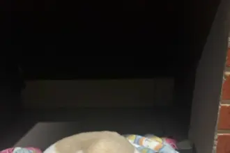 Polícia Civil resgata cão abandonado e investiga responsável pelo crime de maus-tratos – Policia Civil do Estado de Goiás