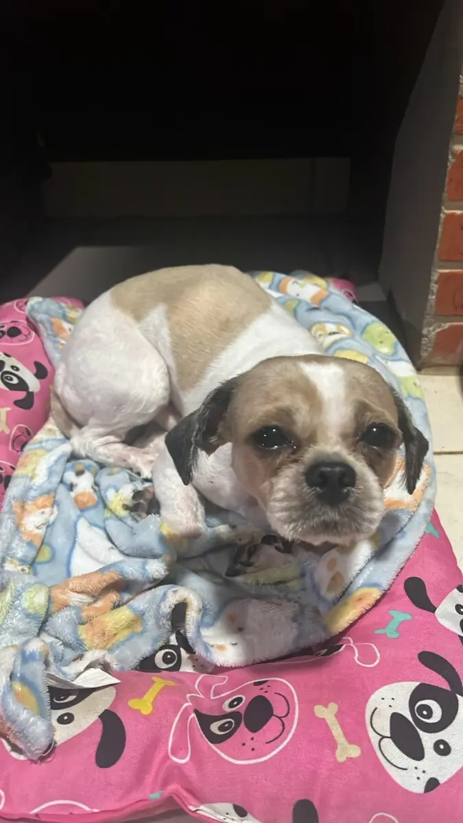 Polícia Civil resgata cão abandonado e investiga responsável pelo crime de maus-tratos – Policia Civil do Estado de Goiás Polícia Civil resgata cão abandonado e investiga responsável pelo crime de maus-tratos – Policia Civil do Estado de Goiás