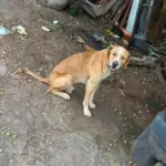 Polícia Civil prende tutor que mantinha cachorros sem água e comida, em Jataí – Policia Civil do Estado de Goiás