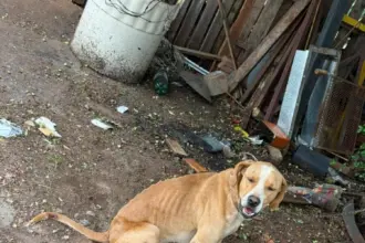 Polícia Civil prende tutor que mantinha cachorros sem água e comida, em Jataí – Policia Civil do Estado de Goiás