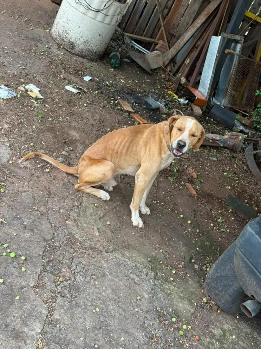 Polícia Civil prende tutor que mantinha cachorros sem água e comida, em Jataí – Policia Civil do Estado de Goiás Polícia Civil prende tutor que mantinha cachorros sem água e comida, em Jataí – Policia Civil do Estado de Goiás