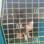 Polícia Civil resgata dois cães vítimas de maus-tratos em Morrinhos – Policia Civil do Estado de Goiás