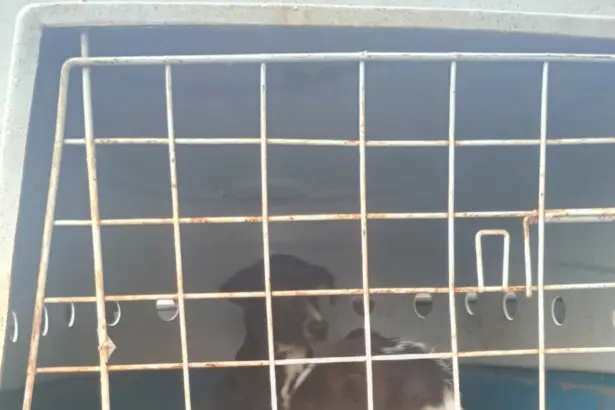 Polícia Civil resgata dois cães vítimas de maus-tratos em Morrinhos – Policia Civil do Estado de Goiás