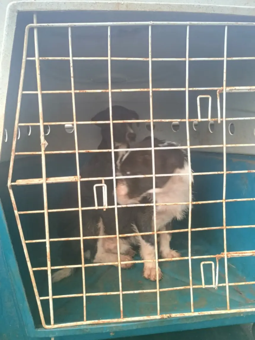 Polícia Civil resgata dois cães vítimas de maus-tratos em Morrinhos – Policia Civil do Estado de Goiás Polícia Civil resgata dois cães vítimas de maus-tratos em Morrinhos – Policia Civil do Estado de Goiás