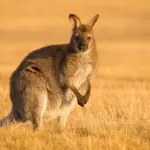 Cangurus: 7 curiosidades interessantes sobre esses animais