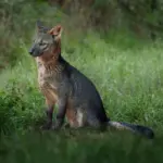 Cachorro-do-mato: conheça esse animal silvestre da América do Sul