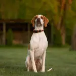 4 características do cachorro da raça pointer inglês 