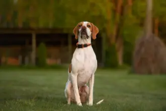 4 características do cachorro da raça pointer inglês 