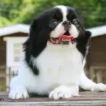 4 características do cachorro da raça spaniel japonês 