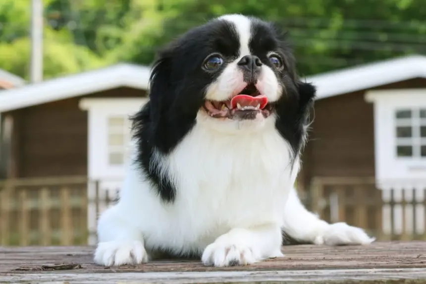 4 características do cachorro da raça spaniel japonês 4 características do cachorro da raça spaniel japonês