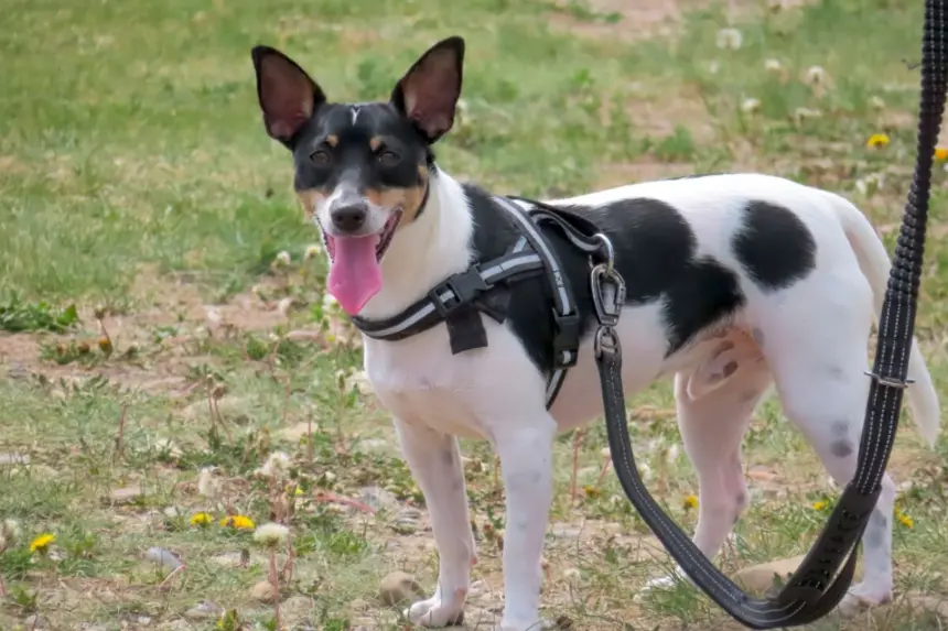 Coleira não é tudo igual: veja como escolher o modelo ideal Coleira não é tudo igual: veja como escolher o modelo ideal