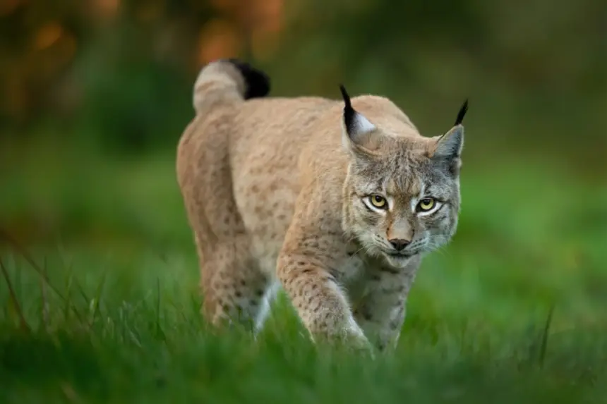 Lince: conheça esse felino com comportamentos surpreendentes Lince: conheça esse felino com comportamentos surpreendentes