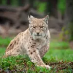 Bichanos parecidos: 10 semelhanças entre gatos domésticos e felinos selvagens 