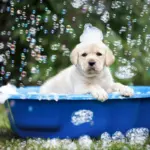 10 cuidados importantes no primeiro banho do cachorro filhote 