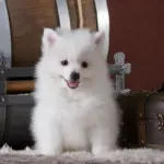 Spitz alemão e volpino italiano: 7 diferenças entre as raças