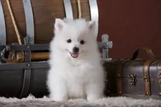 Spitz alemão e volpino italiano: 7 diferenças entre as raças