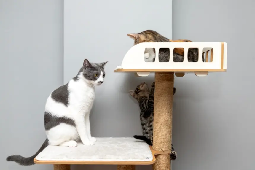 Como enriquecer o ambiente do seu gato: 6 ideias que ele vai adorar