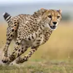 Animal terrestre mais rápido do mundo: 7 curiosidades sobre o guepardo 