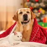 O que dar de Natal para seu pet? Veja 10 ideias criativas para cães e gatos