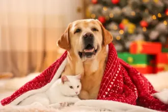 O que dar de Natal para seu pet? Veja 10 ideias criativas para cães e gatos